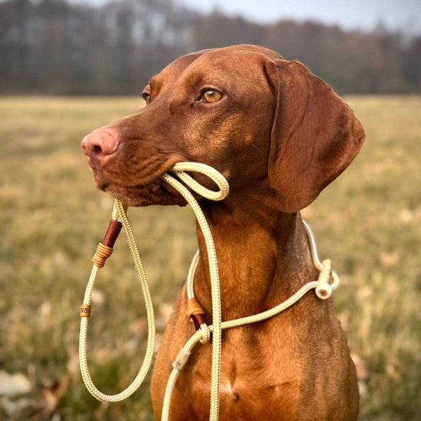 Retriever Leash 6mm Elegant | individually