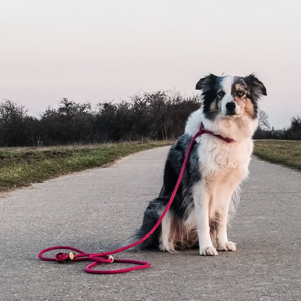 Umhängeleine / Jagdleine 'Hands-Free' | 10mm | Sporty - KENSONS for dogs